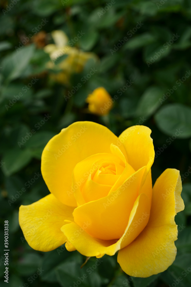 Close-up of a beautifully blooming rose named Izu-no-odoriko Close-up of a beautifully blooming rose named Izu-no-odoriko