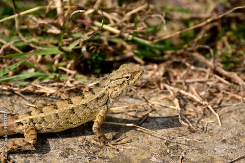 Close-up of lizard on grass field © suman