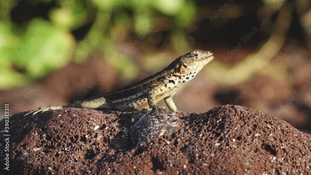 Colorful Lava Lizard on Red Rocky Beach at Sunset on Rabida Island, Galapagos Colorful Lava Lizard on Red Rocky Beach at Sunset on Rabida Island, Galapagos