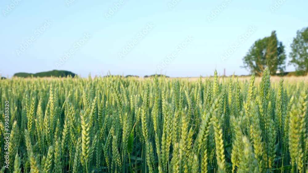 Green wheat field with blue sky background Green wheat field with blue sky background