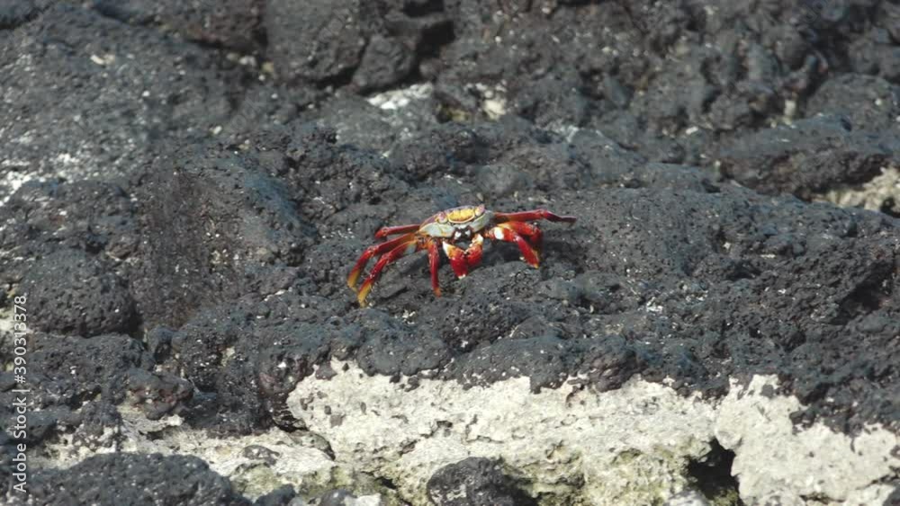Sally Lightfoot Crab Walking Sideways Along Volcanic Rocks of Fernandina Island, Galapagos Sally Lightfoot Crab Walking Sideways Along Volcanic Rocks of Fernandina Island, Galapagos