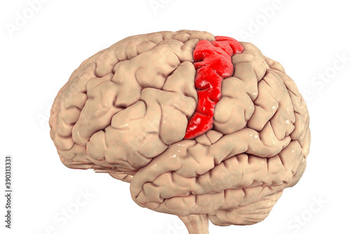 Human brain with highlighted precentral gyrus