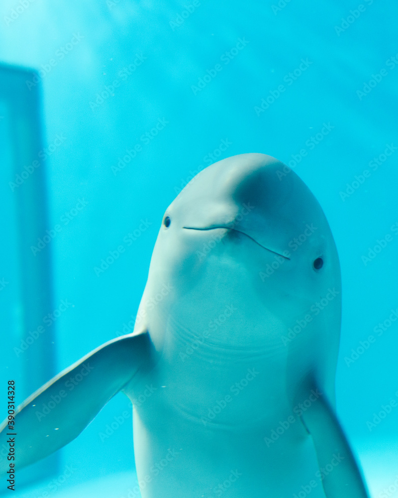 Naklejka premium close up of finless porpoise