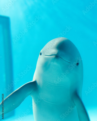 close up of finless porpoise