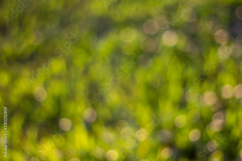 Blurred background or green bokeh photos