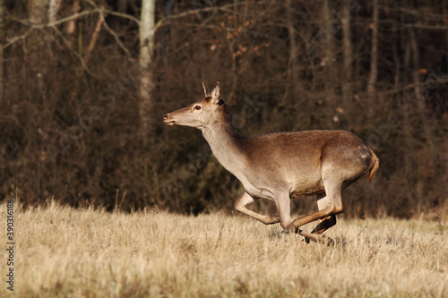 Fototapeta Naklejka Na Ścianę i Meble -  Red deer, cervus elaphus, running on dry meadow in autumn nature. Wild hind in movement on field in fall wilderness. Brown female mammal sprinting on pasture.