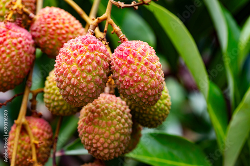 lychee fruit on a tree