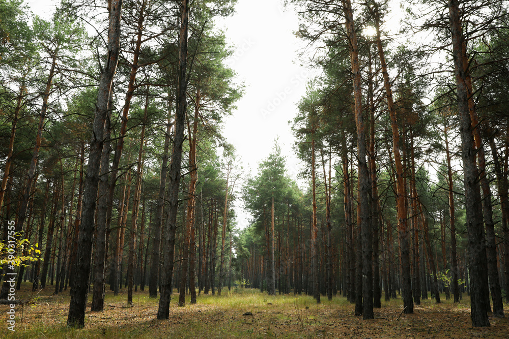 Obraz premium Pine forest on a wonderful bright day