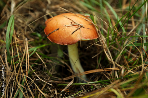 Fresh forest mushroom in grass, close up