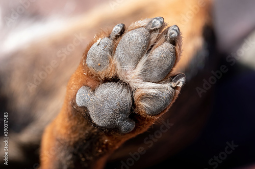 A close up look at the underside of the back dirty dog paw pad, during the day
