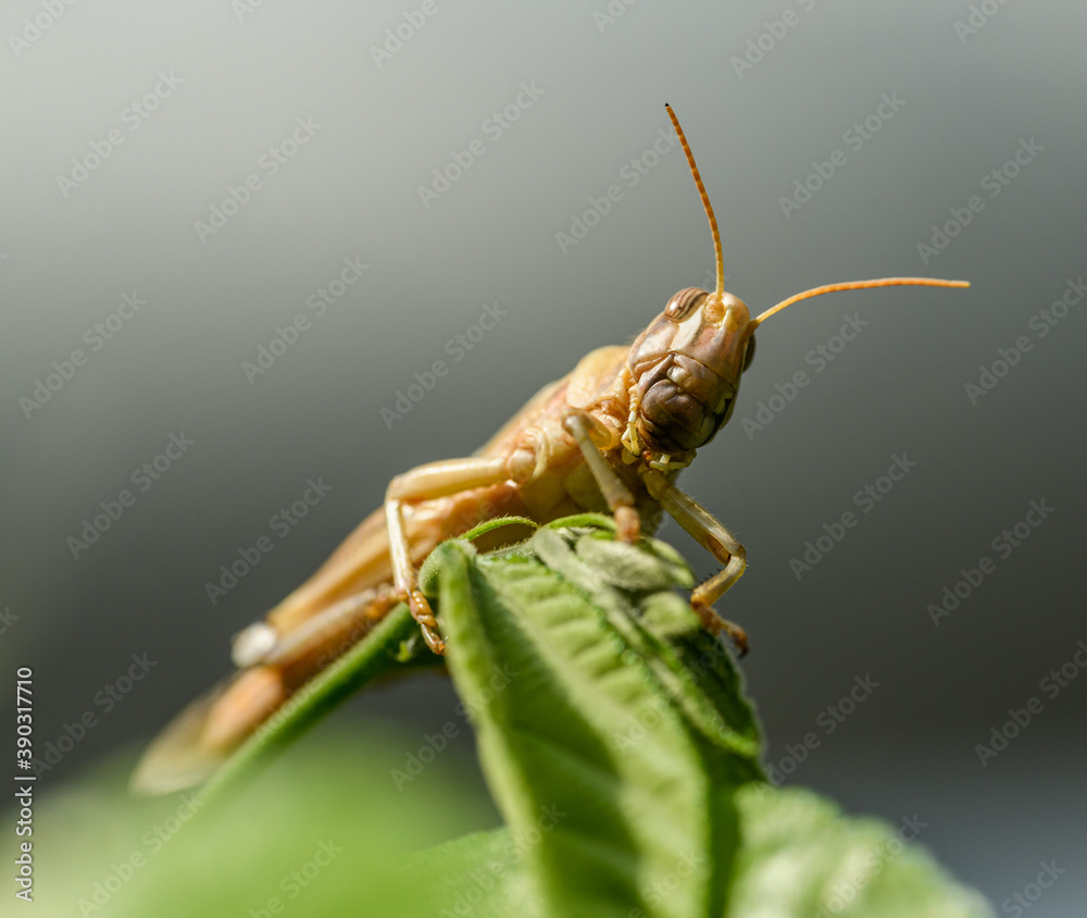 migratory locust (Locusta migratoria) on vegetation migratory locust (Locusta migratoria) on vegetation