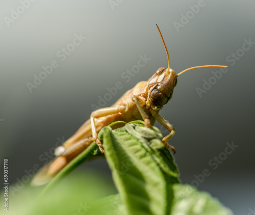 migratory locust (Locusta migratoria) on vegetation © Petr