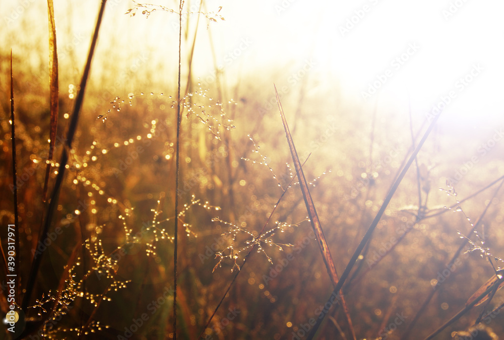 sunrise in the field sunrise in the field