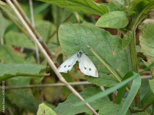 Kohlweißling in Paarungsstellung