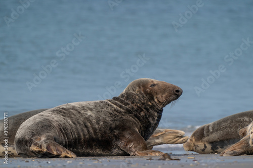 Group of gray seals on the beach of Dune, Germany. Sea in background