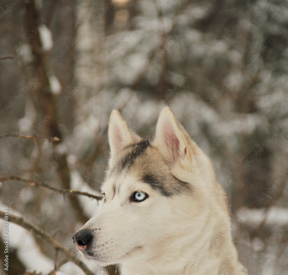 siberian husky in snow