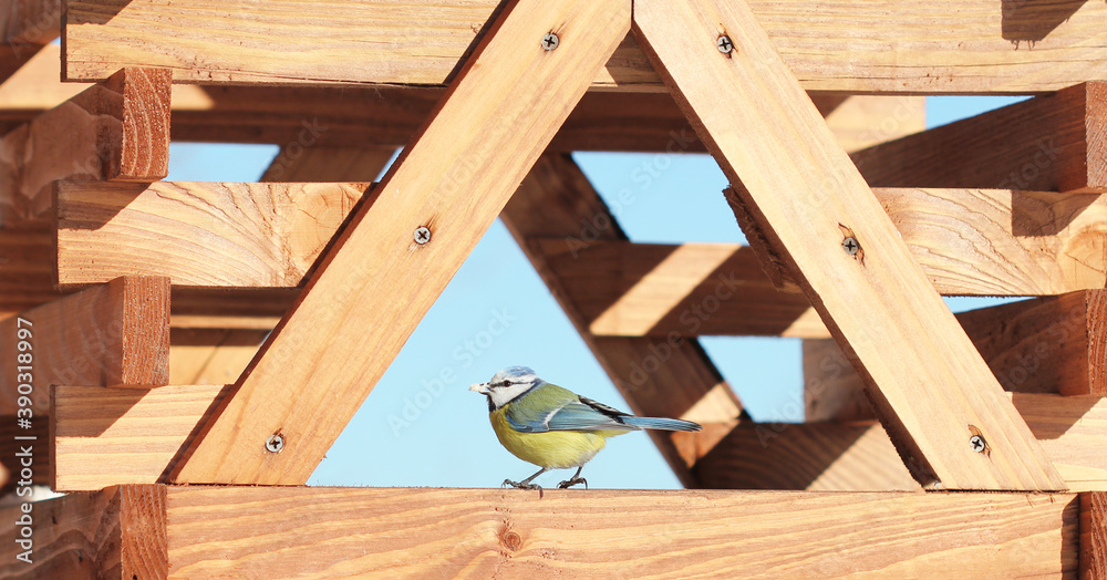 the bird sits on a wooden feeder outdoors the bird sits on a wooden feeder outdoors