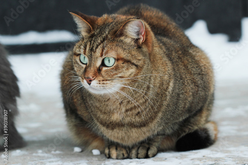 beautiful striped cat with green eyes sits outdoors in the cold in winter