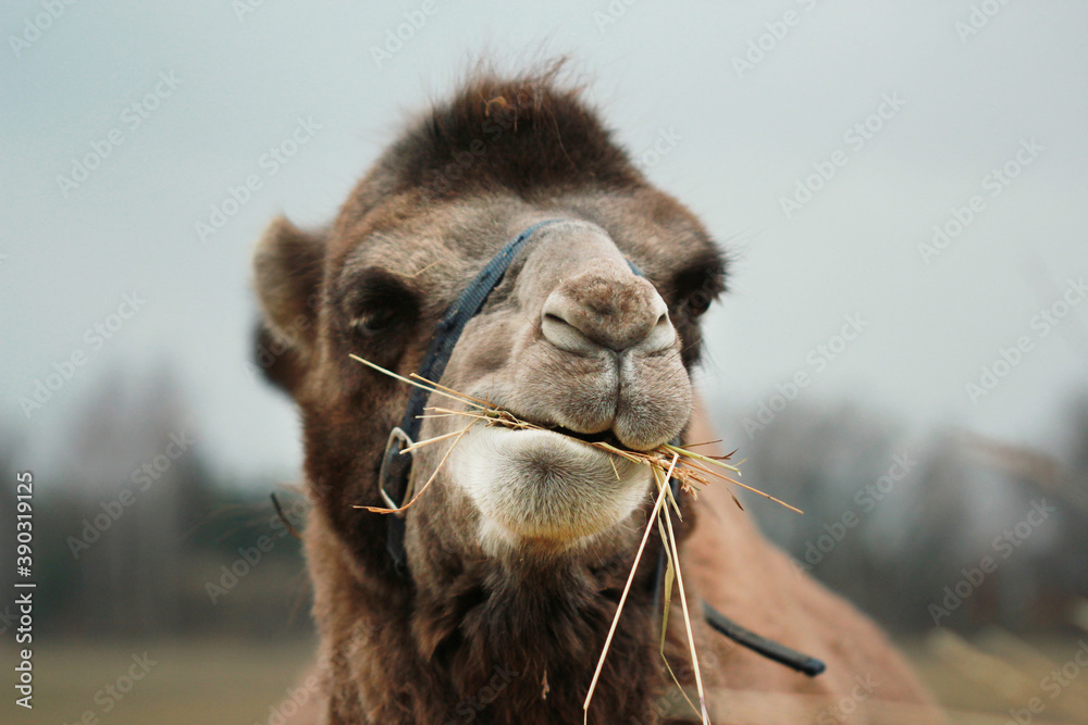 Obraz premium portrait of a camel (close) chewing grass