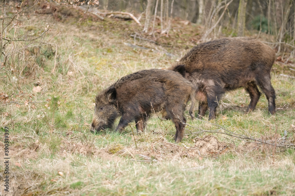 Wild pig with cute piglets eating on grassland with trees Wild pig with cute piglets eating on grassland with trees
