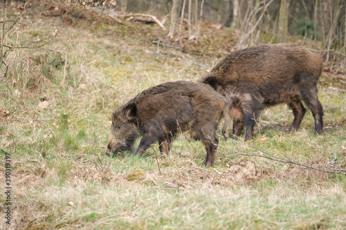 Wild pig with cute piglets eating on grassland with trees