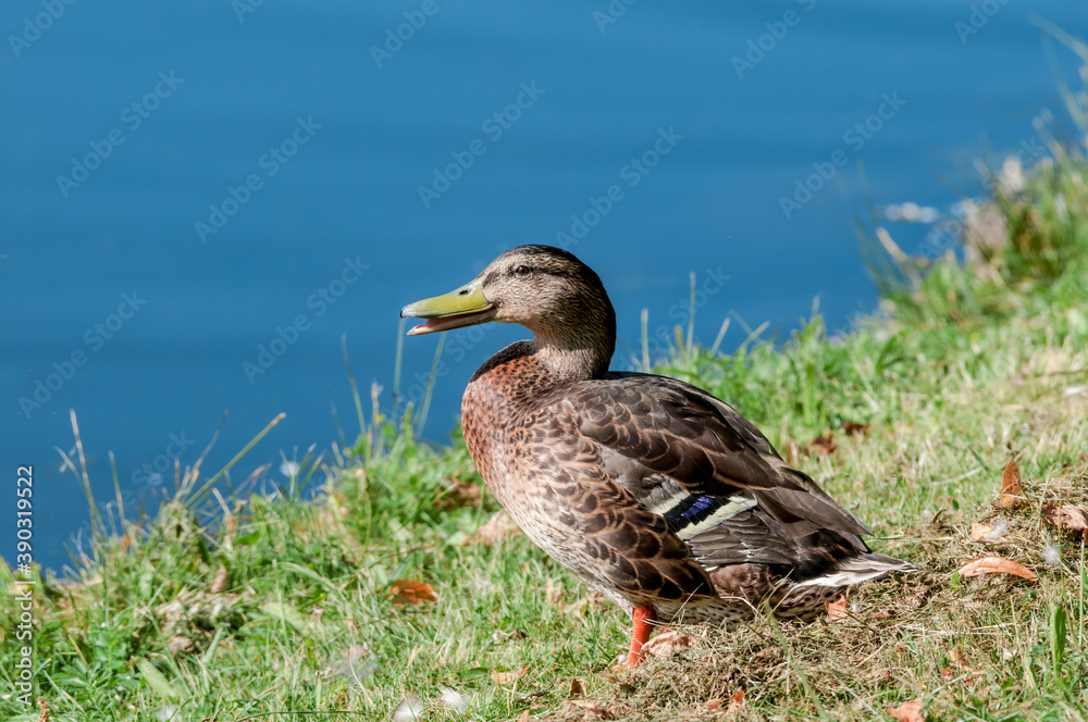 Obraz premium Mallard (Anas platyrhynchos) in pond