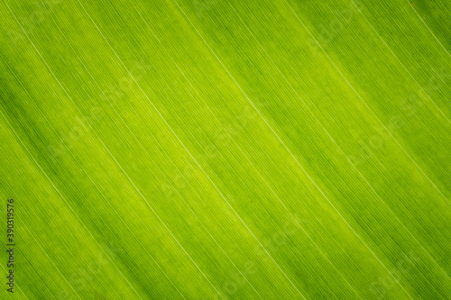 Natural texture of tropical banana leaf. Beautiful nature green background.