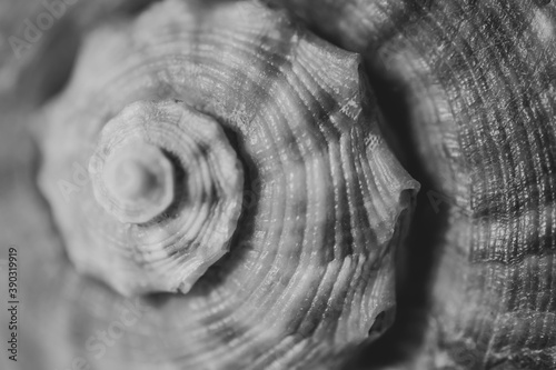Spiral pattern formed by the shell of a sea snail. Natural shell of a sea snail in black and white. Seashell surface texture.