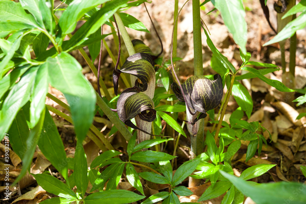 Obraz premium ウラシマソウ