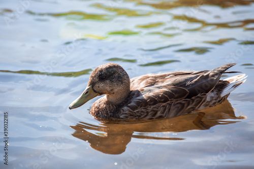 Duck.