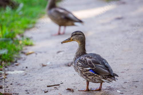 Duck.