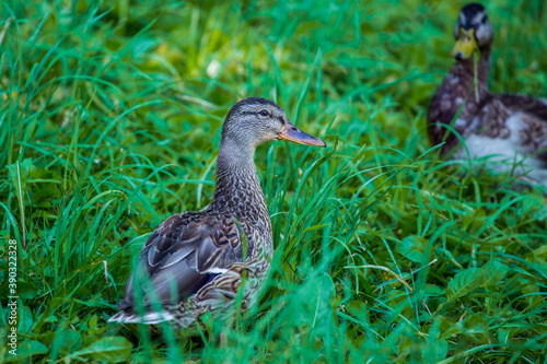 Duck.