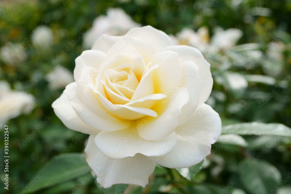 Close-up of a beautifully blooming rose named Close-up of a beautifully blooming rose named