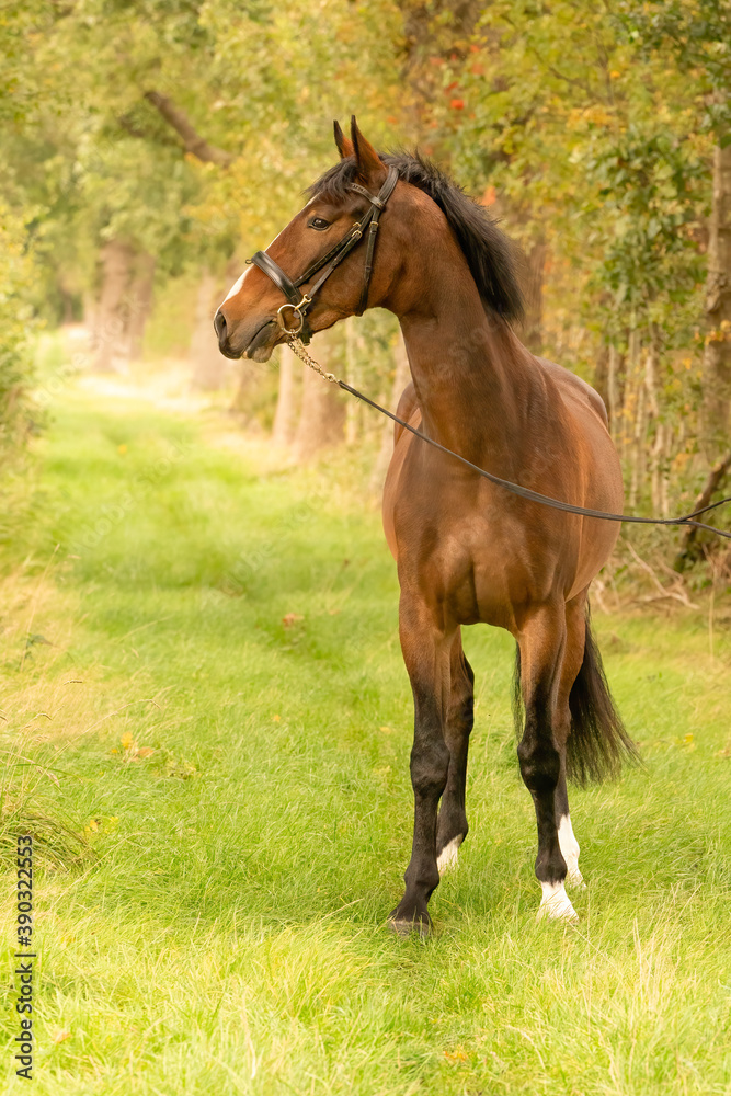 A brown horse on a forest trail in the autumn evening sun A brown horse on a forest trail in the autumn evening sun