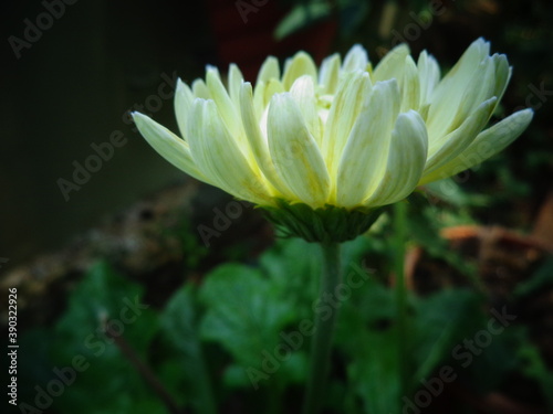 white lotus flower photo