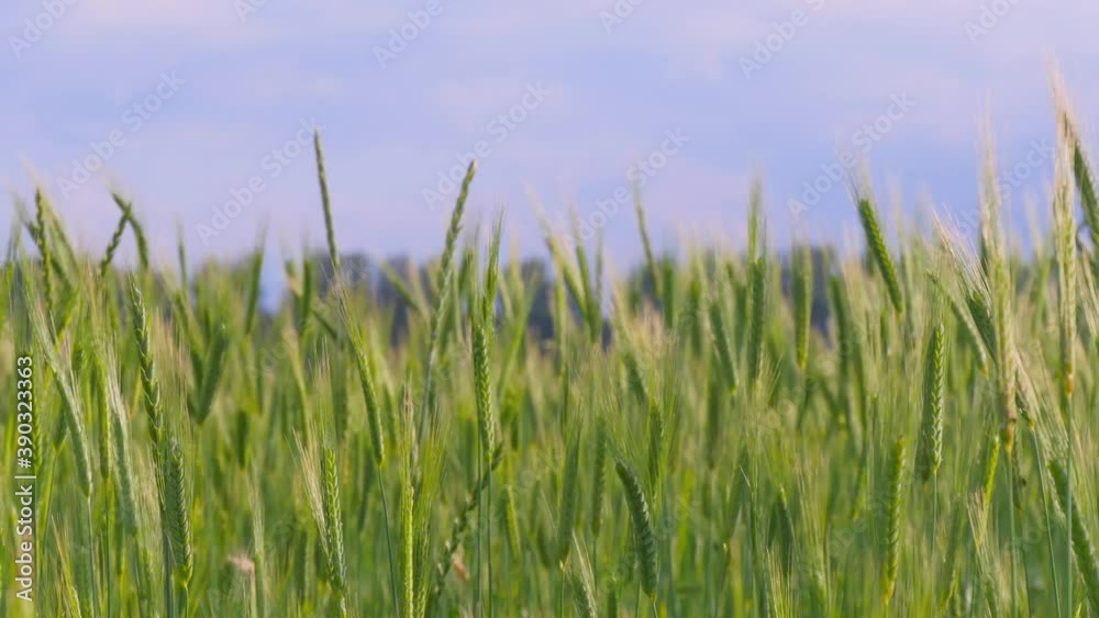 Green wheat ears with awns swaying in the wind, bokeh background Green wheat ears with awns swaying in the wind, bokeh background