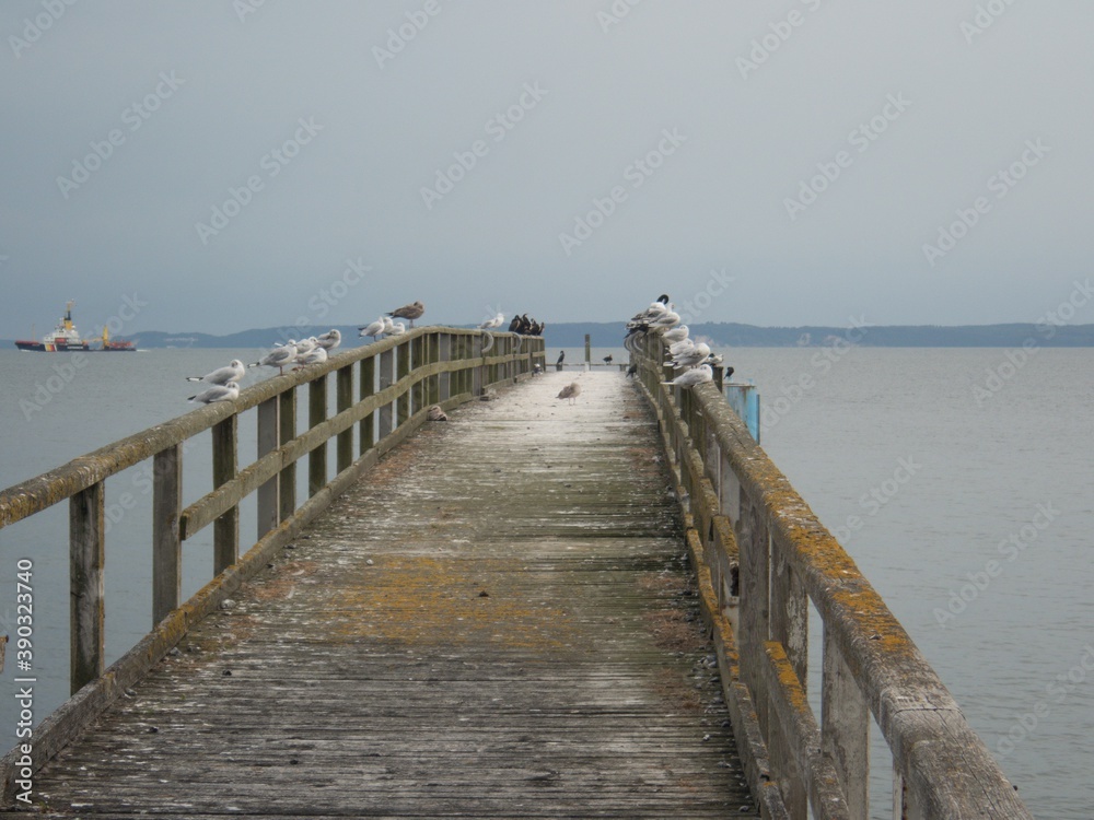 old portbridge with many eagulls old portbridge with many eagulls