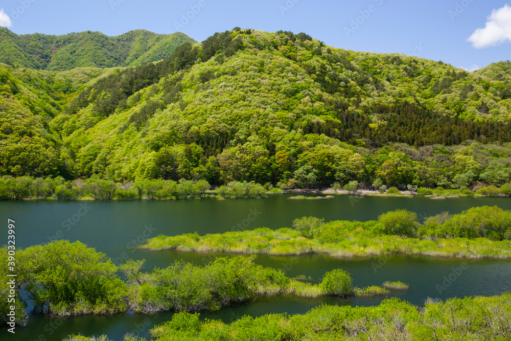 新緑の五十里湖 新緑の五十里湖