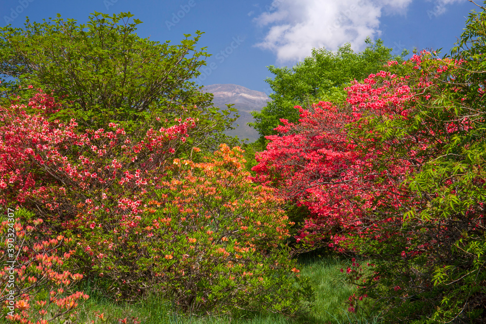 八幡高原　ヤマツツジ