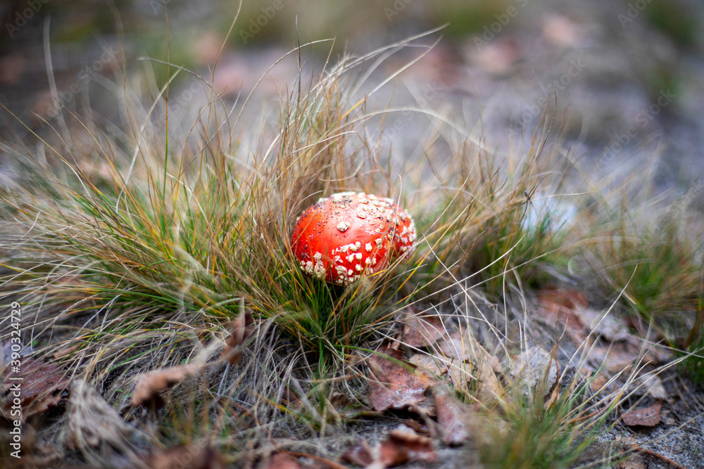 small poisonous red grip fly agaric in grass in pine forest, horizon small poisonous red grip fly agaric in grass in pine forest, horizon