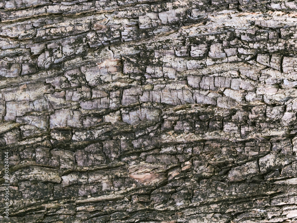 abstract nature background of monkey pod tree by closeup rough texure surface of oak wood with cracked and rugged abstract nature background of monkey pod tree by closeup rough texure surface of oak wood with cracked and rugged