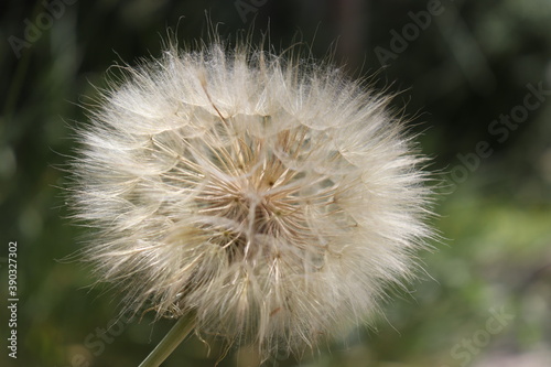  dandelion flower seeds, close-up.