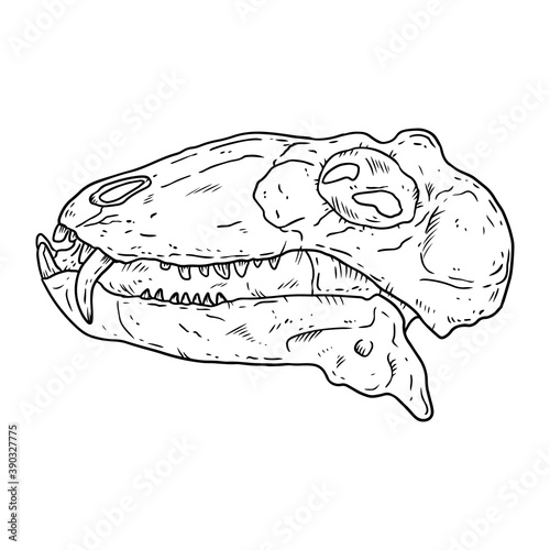 Carnivorous Dinocephalia fossilized skull hand drawn sketch image. Carnivore reptile dinosaur fossil illustration drawing. Vector stock outline silhouette