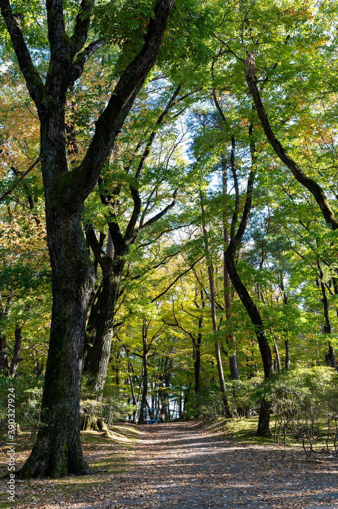 Naklejka premium 森林 朝のお散歩