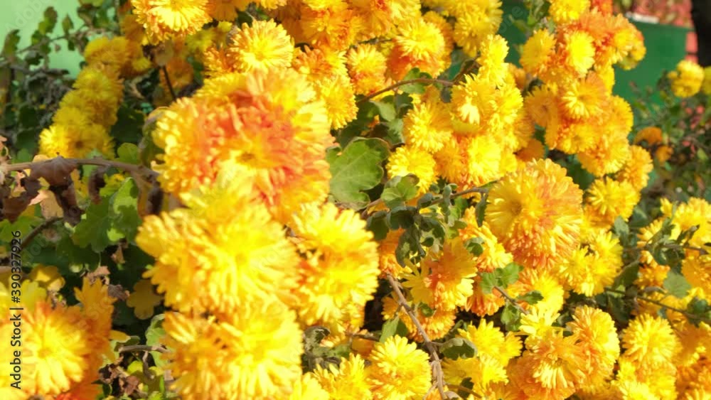 beautiful yellow and orange flowers, chrysanthemums in the autumn sun. beautiful yellow and orange flowers, chrysanthemums in the autumn sun.