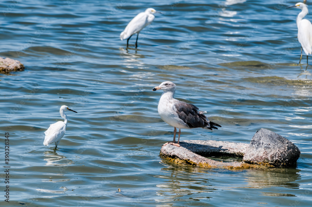 Immature Yellow-footed Gull (Larus livens) on Salton Sea, Imperial Valley, California, USA