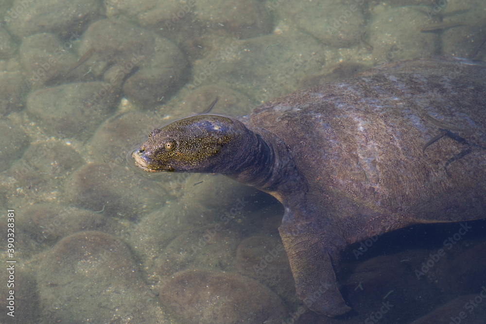 Obraz premium 水面から顔を出す亀