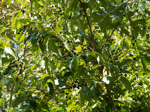 Foto (Prunus serotina) Rameaux du merisier tardif ou cerisier noir garnis de feuilles