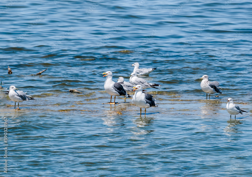 Fototapeta premium Yellow-footed (Larus livens) and Ring-billed (Larus delawarensis) Gulls on Salton Sea, Imperial Valley, California, USA