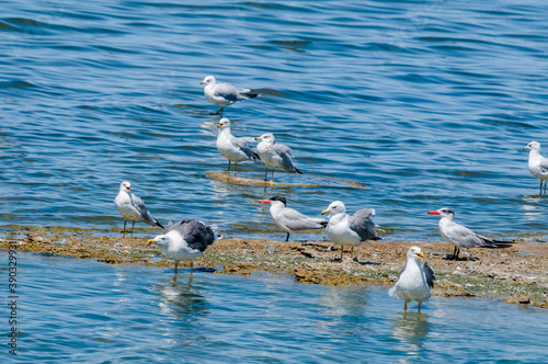 Yellow-footed (Larus livens), Ring-billed (Larus delawarensis) Gulls and Caspian Terns (Hydroprogne caspia) on Salton Sea, Imperial Valley, California, USA photo